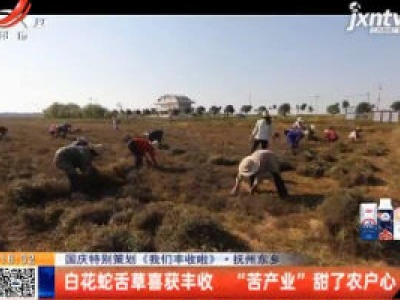 【国庆特别策划《我们丰收啦》】抚州东乡：白花蛇舌草喜获丰收 “苦产业”甜了农户心