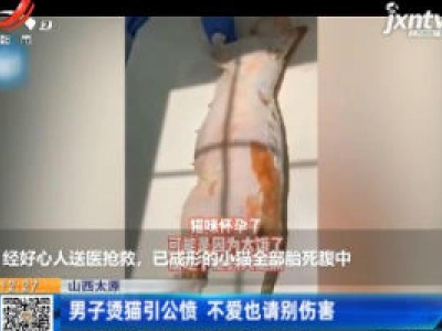山西太原：男子烫猫引公愤 不爱也请别伤害