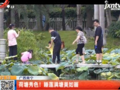 广西南宁：荷塘秀色！睡莲满塘美如画