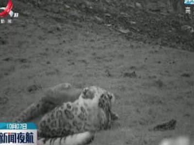 祁连山东端首次拍到雪豹