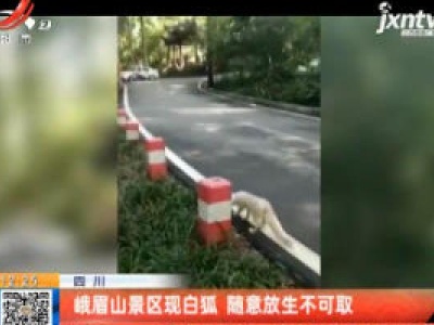 四川：峨眉山景区现白狐 随意放生不可取