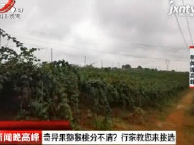 武汉：奇异果猕猴桃分不清？ 行家教您来挑选