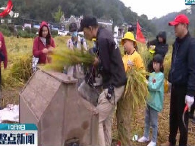 德安：“小农夫”割稻打谷 体验农耕文化
