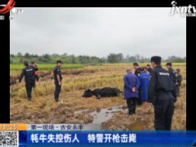 【第一现场】吉安永丰：牦牛失控伤人 特警开枪击毙
