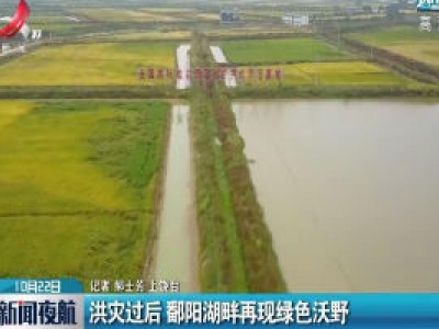 上饶：洪灾过后 鄱阳湖畔再现绿色沃野