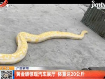广西宾阳：黄金蟒惊现汽车展厅 体重达20公斤