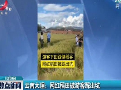 云南大理：网红稻田被游客踩出坑