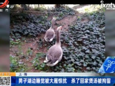 上海：男子湖边睡觉被大雁惊扰 杀了回家煲汤被拘留