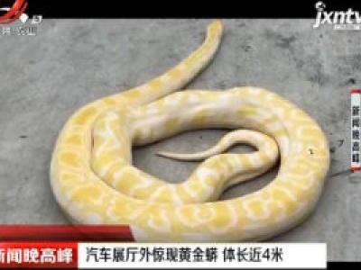 广西南宁：汽车展厅外惊现黄金蟒 体长近4米