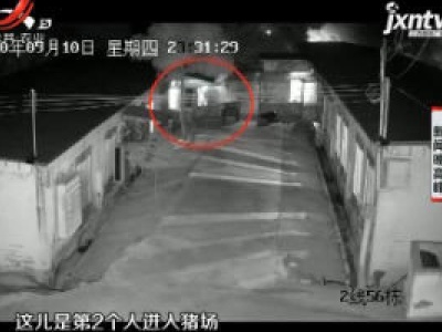 四川：一夜偷猪50头 三蟊贼24小时落网
