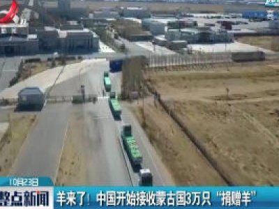 羊来了！中国开始接收蒙古国3万只“捐赠羊”