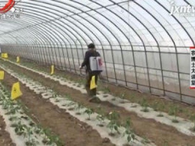 农博士大讲堂20201022 大棚甜椒优质栽培技术