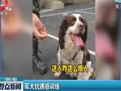 军犬抗诱惑训练