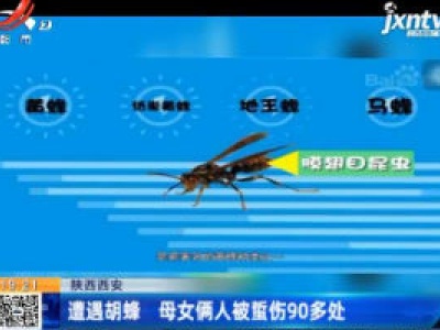 陕西西安：遭遇胡蜂 母女俩人被蜇伤90多处