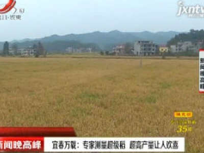 宜春万载：专家测量超级稻 超高产量让人欢喜