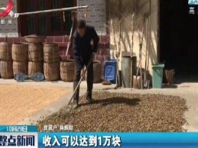 宜春万载：12万亩油茶林 结出富民“致富果”