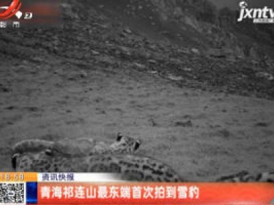 青海祁连山最东端首次拍到雪豹