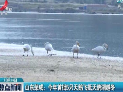 山东荣成：2020年首批5只天鹅飞抵天鹅湖越冬