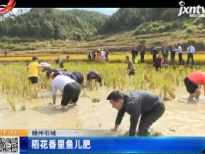 赣州石城：稻花香里鱼儿肥