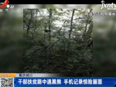重庆城口：干部扶贫路中遇黑熊 手机记录惊险画面