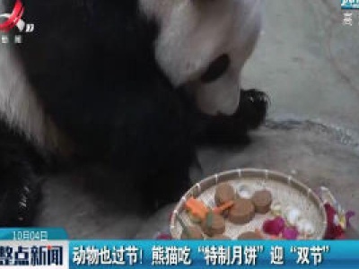海南：动物也过节！熊猫吃“特制月饼”迎“双节”
