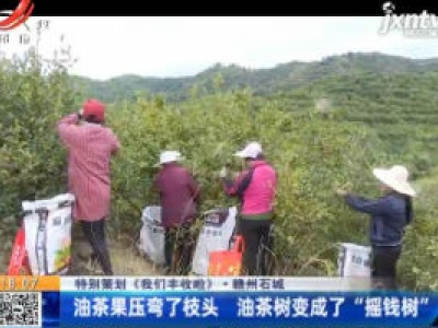 【特别策划《我们丰收啦》】赣州石城：油茶果压弯了枝头 油茶树变成了“摇钱树”