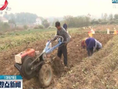 九江湖口：红薯喜获丰收 村民乐上眉梢