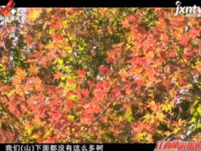 九江庐山：秋意浓 枫叶红
