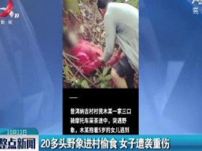 云南：20多头野象进村偷食 女子遭袭重伤