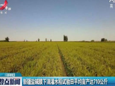 新疆盐碱膜下滴灌水稻试验田平均亩产达710公斤