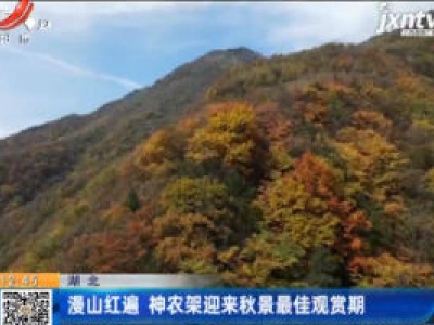 湖北：漫山红遍 神农架迎来秋景最佳观赏期