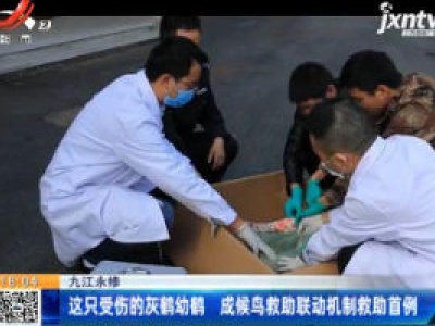 九江永修：这只受伤的灰鹤幼鹤 成候鸟救助联动机制救助首例