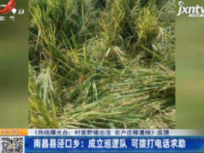 【《热线曝光台：村里野猪出没 农户庄稼遭殃》反馈】南昌县泾口乡：成立巡逻队 可拨打电话求助