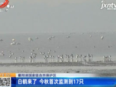 【鄱阳湖国家级自然保护区】白鹤来了 今秋首次监测到17只