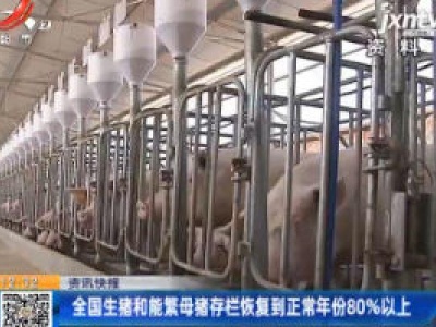 全国生猪和能繁母猪存栏恢复到正常年份80%以上