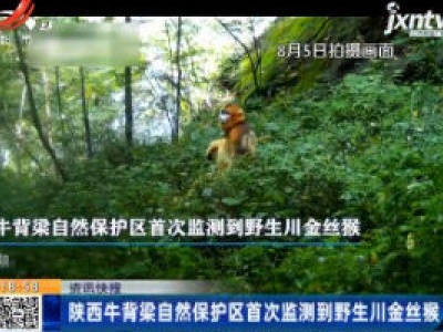 陕西牛背梁自然保护区首次监测到野生川金丝猴