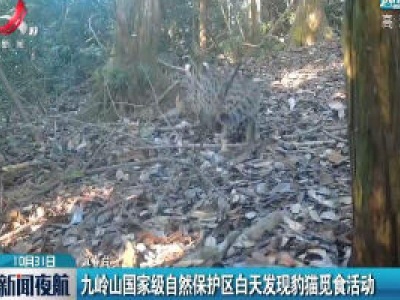 九岭山国家级自然保护区白天发现豹猫觅食活动