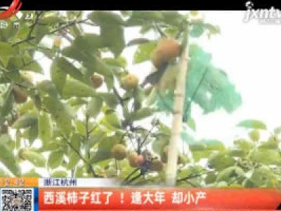 浙江杭州：西溪柿子红了！逢大年 却小产
