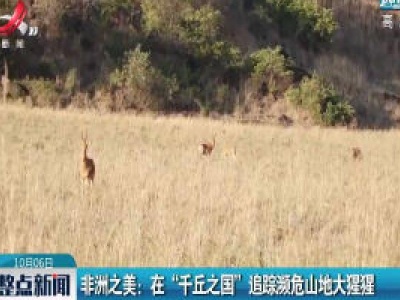 非洲之美：在“千丘之国”追踪濒危山地大猩猩