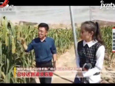 陕西：上过天的太空小米成熟啦！