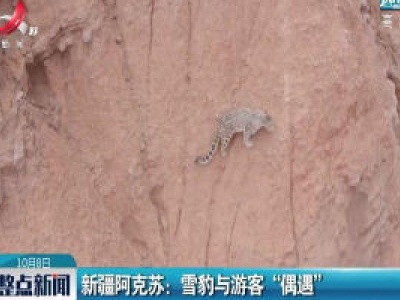 新疆阿克苏：雪豹与游客“偶遇”
