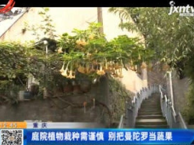 重庆：庭院植物栽种需谨慎 别把曼陀罗当蔬果