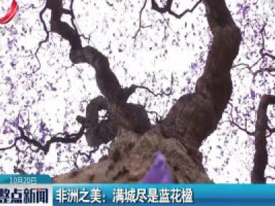 非洲之美：满城尽是蓝花楹