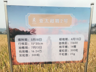 亩产超800公斤，亚太农业“亚太超精2号”喜获丰收，超级水稻再出先锋
