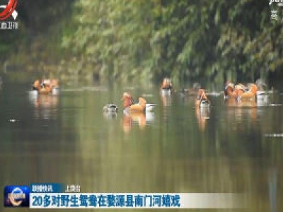 20多对野生鸳鸯在婺源县南门河嬉戏   