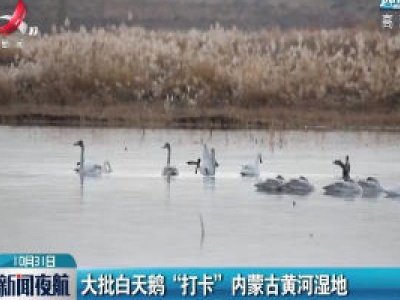 大批白天鹅“打卡”内蒙古黄河湿地