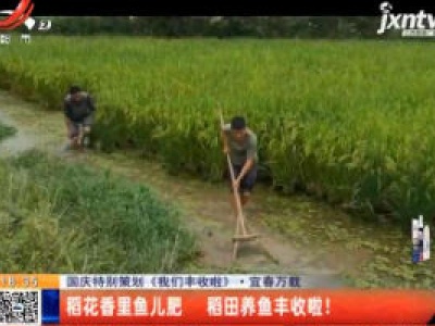 【国庆特别策划《我们丰收啦》】宜春万载：稻花香里鱼儿肥 稻田养鱼丰收啦！