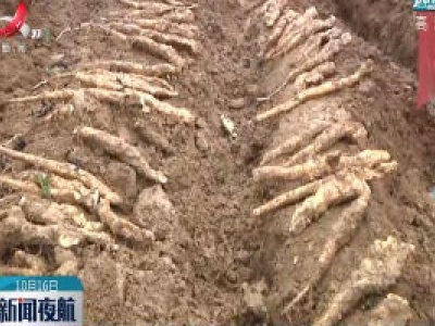 江西：给土壤做熏蒸 破解山药连作难题