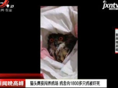 宁波：猫头鹰夜闯养鸡场 鸡舍内1800多只鸡被吓死
