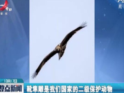 湖北神农架首次发现靴隼雕